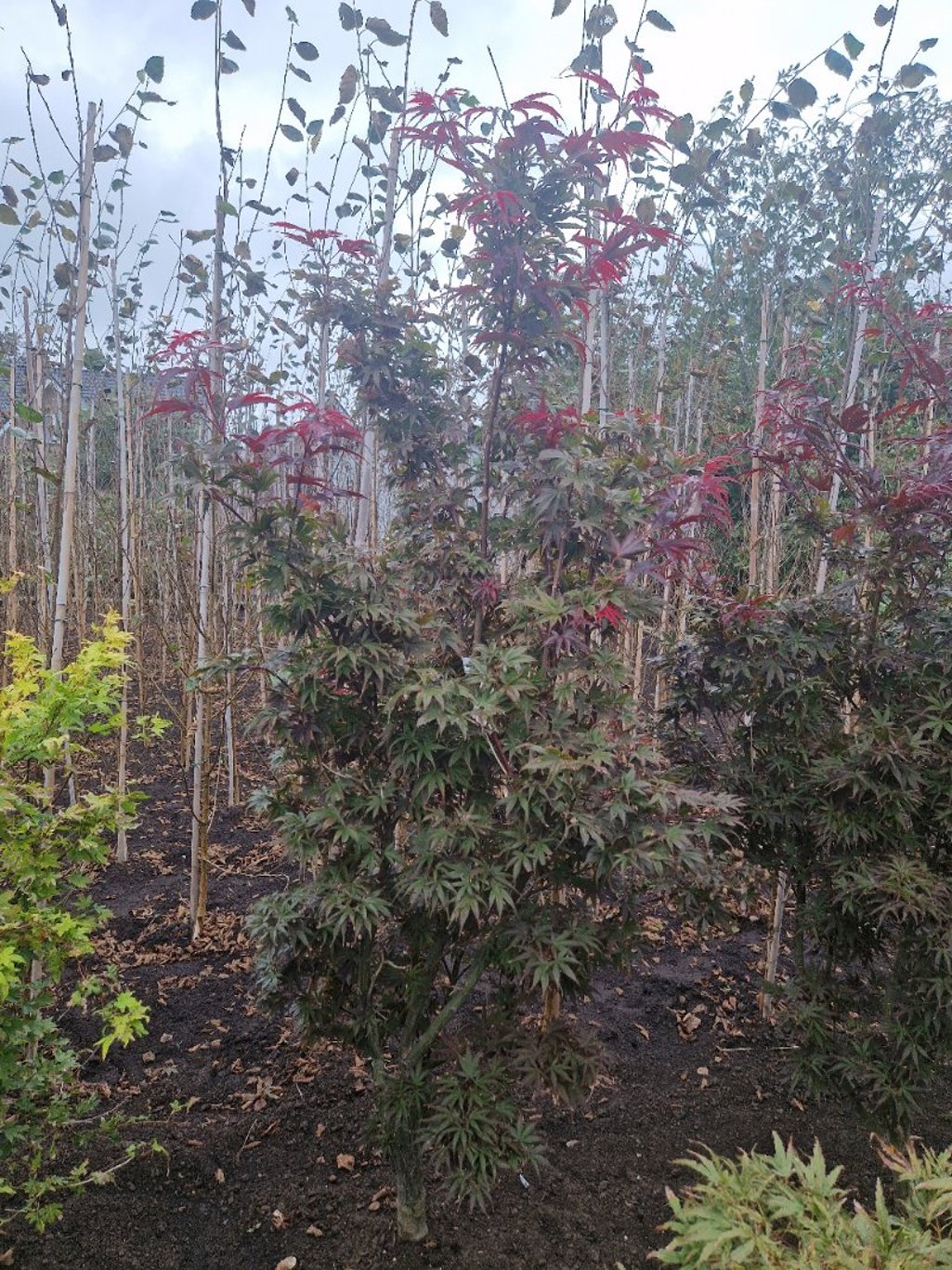 Acer pal. 'Pixie' - 125-150 CM RB